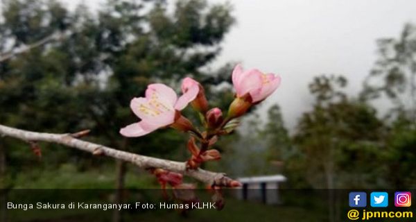 Bunga Sakura Mekar Di Karanganyar Jpnn Com