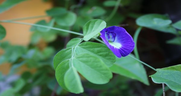 Menyehatkan Mata Ini Lho 5 Manfaat Bunga Telang Untuk Kesehatan Jpnn Com